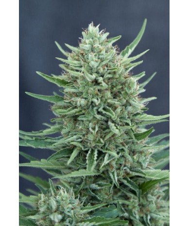Semillas Auto Medgom 1 euro autoflorecientes baratas cultivo interior exterior growshop