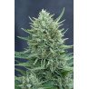 Semillas Auto Medgom 1 euro autoflorecientes baratas cultivo interior exterior growshop