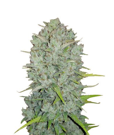 Semillas Auto Northern Light 1 euro autoflorecientes clásicas baratas cultivo interior exterior growshop