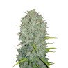 Semillas Auto Northern Light 1 euro autoflorecientes clásicas baratas cultivo interior exterior growshop
