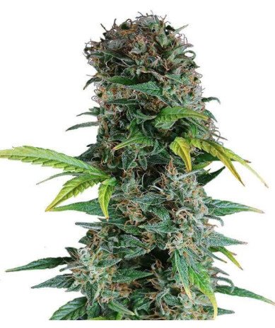 Semillas Auto Somango 1 euro autoflorecientes dulces mango cultivo interior exterior growshop