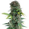 Semillas Auto Somango 1 euro autoflorecientes dulces mango cultivo interior exterior growshop