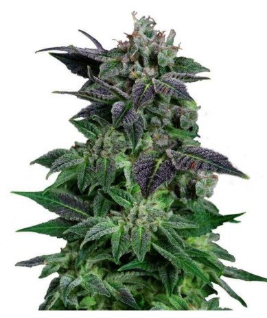 Semillas Auto Widow 1 euro autoflorecientes clásicas resistentes cultivo interior exterior growshop