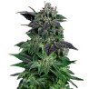 Semillas Auto Widow 1 euro autoflorecientes clásicas resistentes cultivo interior exterior growshop