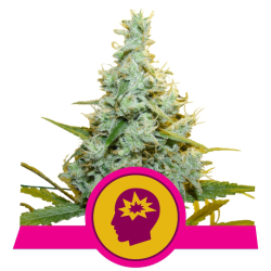 Semillas AMG feminizadas de Royal Queen Seeds