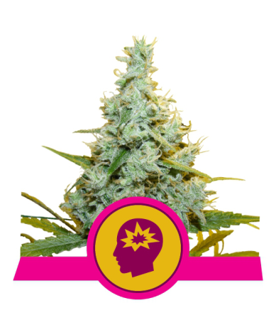 Semillas AMG feminizadas de Royal Queen Seeds