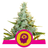 Semillas AMG feminizadas de Royal Queen Seeds
