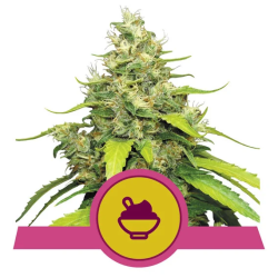 Semillas Blue Gelato USA Premium feminizadas de Royal Queen Seeds