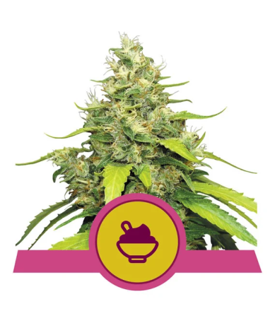 Semillas Blue Gelato USA Premium feminizadas de Royal Queen Seeds