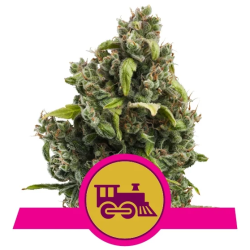 Semillas Candy Kush Express Fast Version feminizadas de Royal Queen Seeds