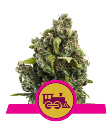Semillas Candy Kush Express Fast Version feminizadas de Royal Queen Seeds
