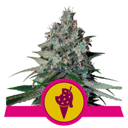 Semillas Cookies Gelato USA Premium feminizadas de Royal Queen Seeds