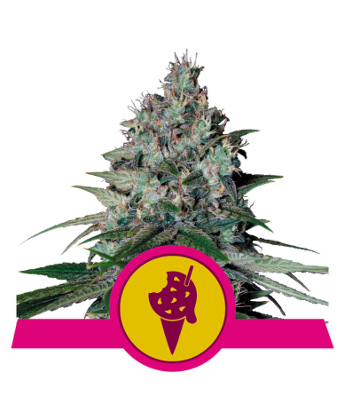 Semillas Cookies Gelato USA Premium feminizadas de Royal Queen Seeds