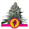 Semillas Cookies Gelato USA Premium feminizadas de Royal Queen Seeds