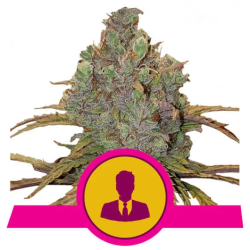 Semillas El Patron feminizadas de Royal Queen Seeds