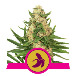 Semillas Fat Banana USA Premium feminizadas de Royal Queen Seeds