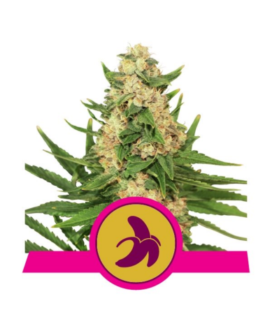 Semillas Fat Banana USA Premium feminizadas de Royal Queen Seeds
