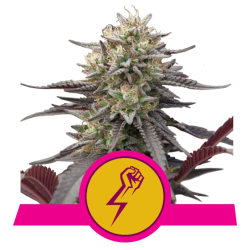Semillas Green Crack Punch USA Premium feminizadas de Royal Queen Seeds