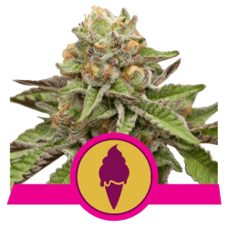 Semillas Green Gelato USA Premium feminizadas de Royal Queen Seeds