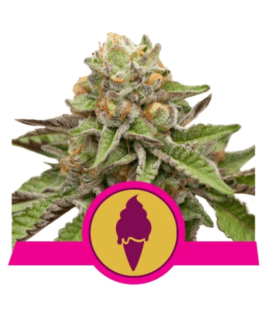 Semillas Green Gelato USA Premium feminizadas de Royal Queen Seeds