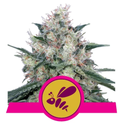 Semillas Honey Cream Fast Version feminizadas de Royal Queen Seeds