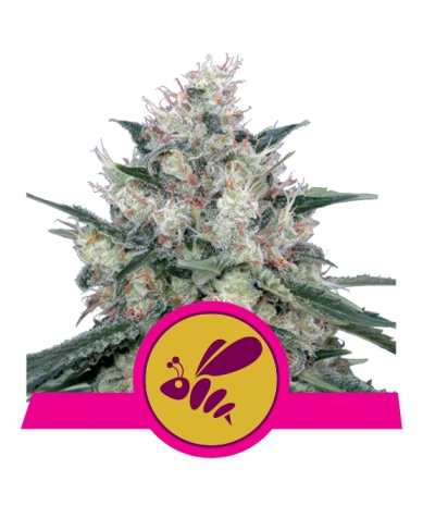 Semillas Honey Cream Fast Version feminizadas de Royal Queen Seeds