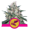 Semillas Honey Cream Fast Version feminizadas de Royal Queen Seeds