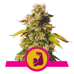 Semillas HulkBerry USA Premium feminizadas de Royal Queen Seeds
