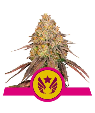 Semillas Legendary OG Punch USA Premium feminizadas de Royal Queen Seeds