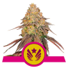 Semillas Legendary OG Punch USA Premium feminizadas de Royal Queen Seeds