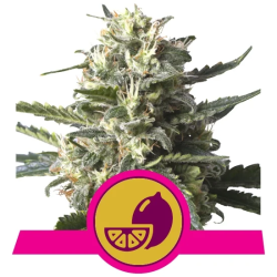 Semillas Lemon Shining Silver Haze feminizadas de Royal Queen Seeds