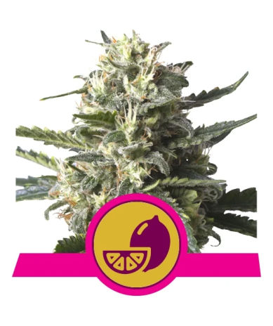 Semillas Lemon Shining Silver Haze feminizadas de Royal Queen Seeds