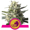 Semillas Lemon Shining Silver Haze feminizadas de Royal Queen Seeds