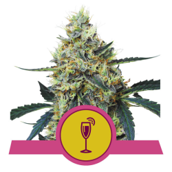 Semillas Mimosa USA Premium feminizadas de Royal Queen Seeds