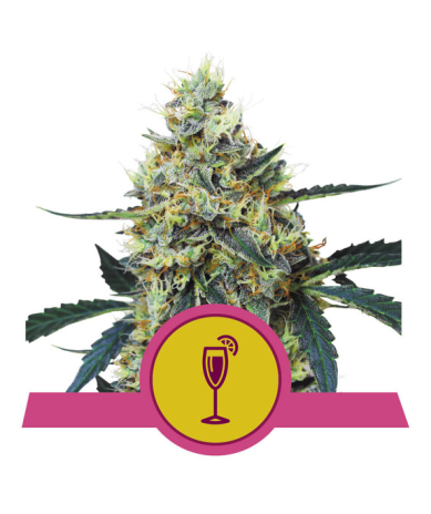 Semillas Mimosa USA Premium feminizadas de Royal Queen Seeds