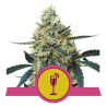 Semillas Mimosa USA Premium feminizadas de Royal Queen Seeds