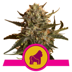 Semillas Mother Gorilla feminizadas de Royal Queen Seeds