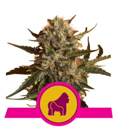 Semillas Mother Gorilla feminizadas de Royal Queen Seeds