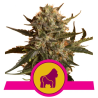 Semillas Mother Gorilla feminizadas de Royal Queen Seeds