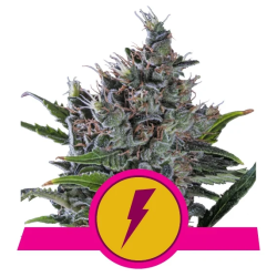 Semillas North Thunderfuck USA Premium feminizadas de Royal Queen Seeds