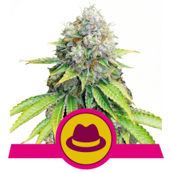 Semillas Og Kush feminizadas de Royal Queen Seeds