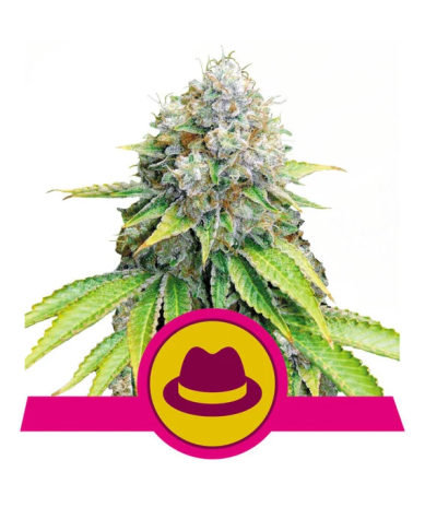 Semillas Og Kush feminizadas de Royal Queen Seeds