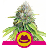 Semillas Og Kush feminizadas de Royal Queen Seeds