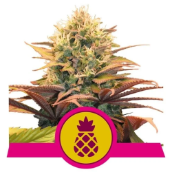 Semillas Pineapple Kush feminizadas de Royal Queen Seeds