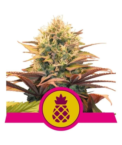 Semillas Pineapple Kush feminizadas de Royal Queen Seeds