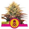 Semillas Pineapple Kush feminizadas de Royal Queen Seeds