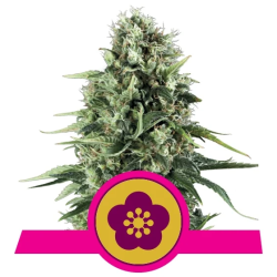 Semillas Power Flower feminizadas de Royal Queen Seeds