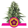 Semillas Power Flower feminizadas de Royal Queen Seeds