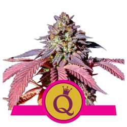 Semillas Purple Queen USA Premium feminizadas de Royal Queen Seeds