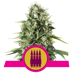 Semillas Royal AK feminizadas de Royal Queen Seeds